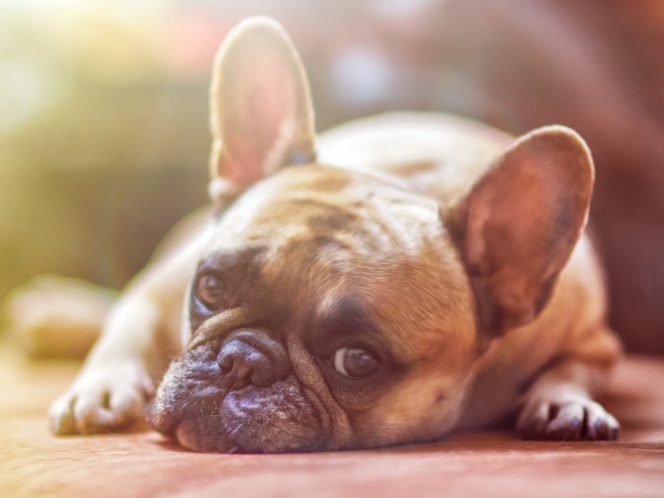 ¿Qué cuidados debo tener con mi mascota si tengo covid-19?