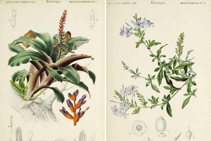 Botánica para principiantes: ¿cómo se clasifican las plantas?