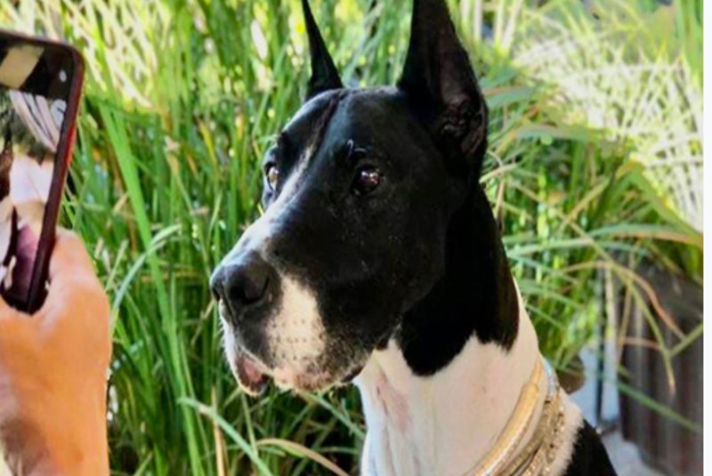 Crean plataforma digital para adoptar mascotas