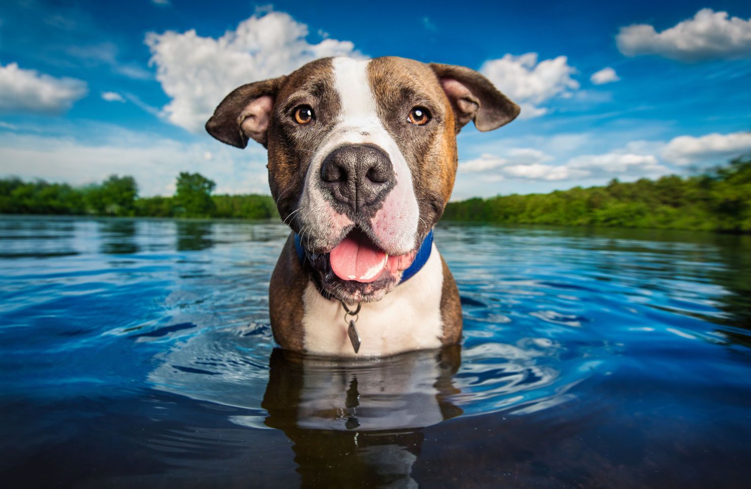 Trucos para tomarle fotografías perfectas a tus mascotas