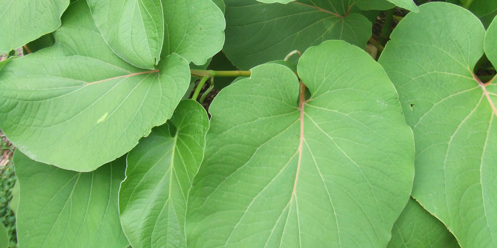 Estos son los beneficios del té de Hoja Santa y cómo prepararlo