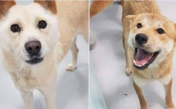 Prohíben perros como mascotas, serán utilizados como alimento humano ante crisis