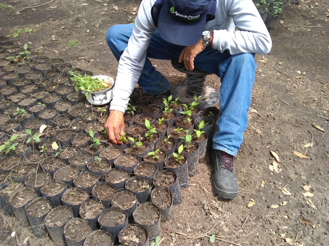 Para la recarga de mantos acuíferos con la reforestación de áreas verdes
