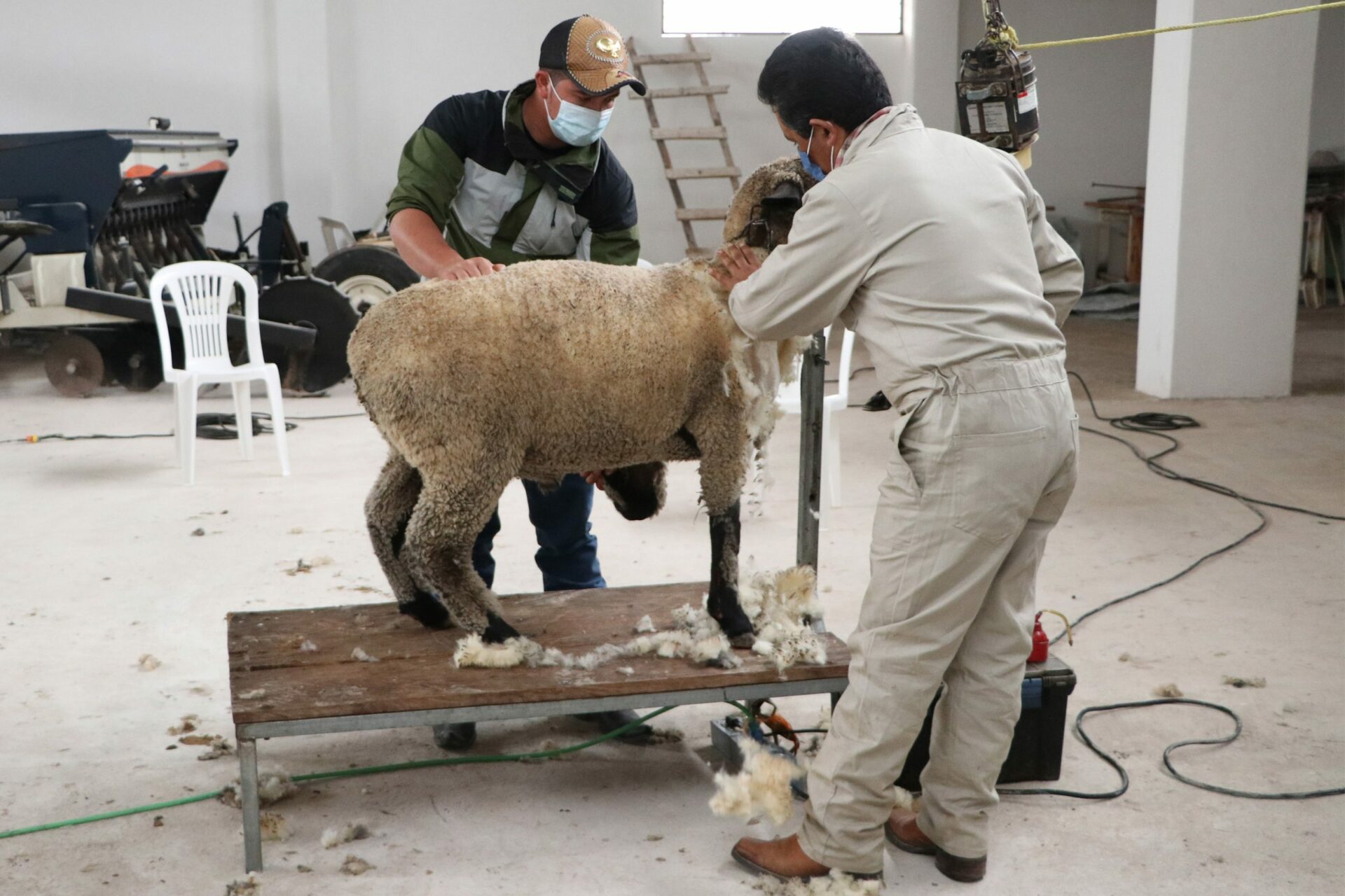 Capacita SDR a productores sobre trasquilado de ovejas