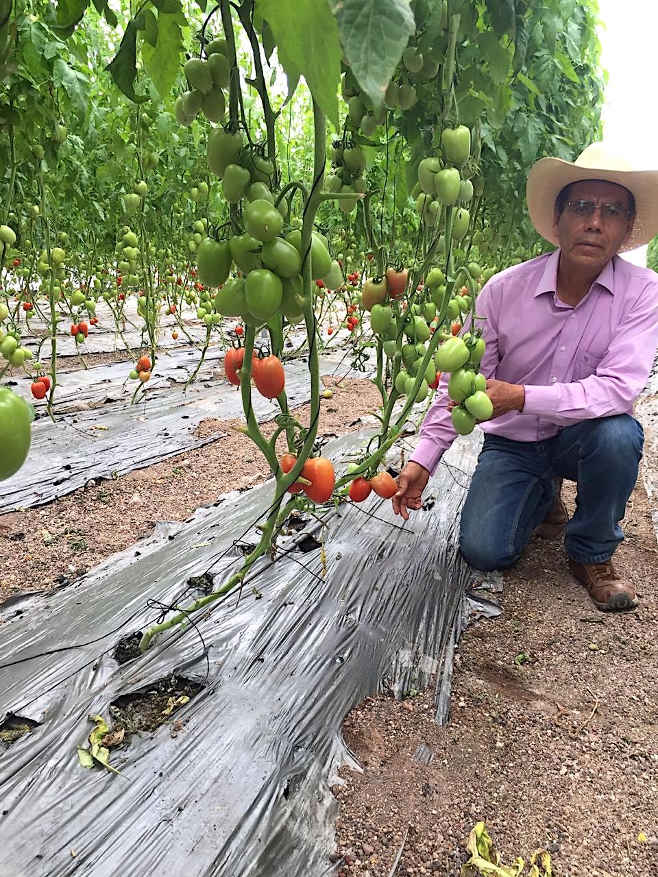 Producción de jitomate orgánico en invernadero, oportunidad rentable para pequeños y medianos productores