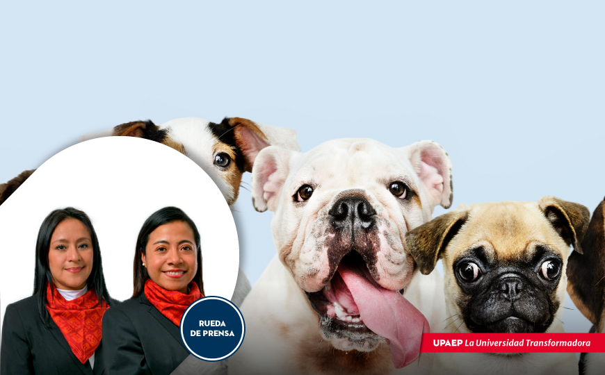 UPAEP: Es baja la posibilidad de que los humanos contagien a sus mascotas de COVID-19