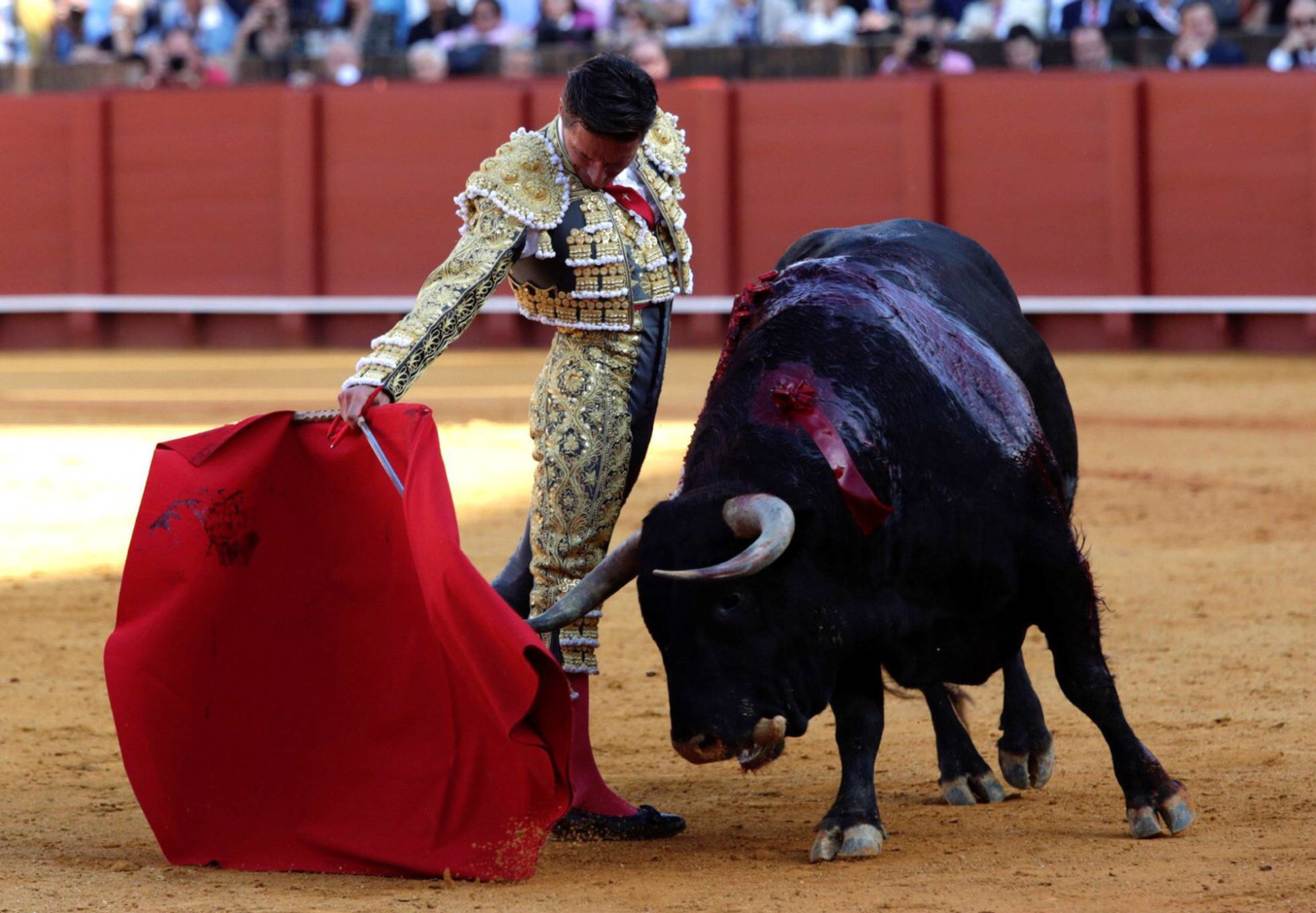SIN LIMITES. Rechazo internacional a   prohibir toros en Puebla