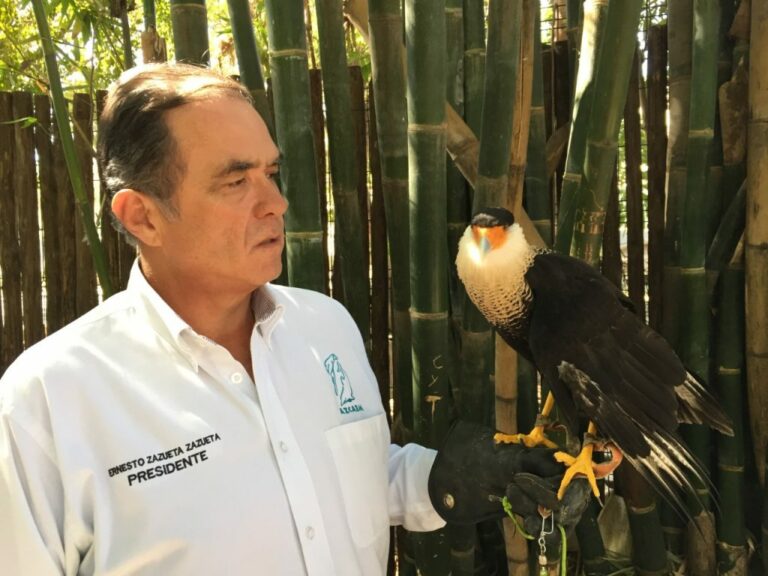Tren Maya con «decretazo» descarta pasos de fauna silvestre poniendo en riesgo a cientos de especies: Azcarm