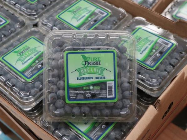 Inicia exportación de blueberry orgánico de Zacatlán a Estados Unidos y Canadá