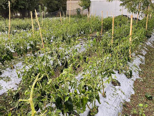 Tras granizada, SDR atiende afectaciones en cultivos en Calpan