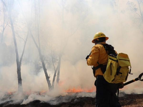 Reporta Medio Ambiente menos daños por incendios forestales
