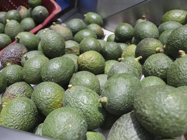 Dará SDR impulso al aguacate poblano para producción y comercialización