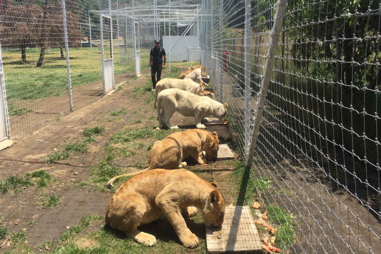 Más de 75 felinos de Black Jaguar ya fueron rescatados por Zoos de la Azcarm