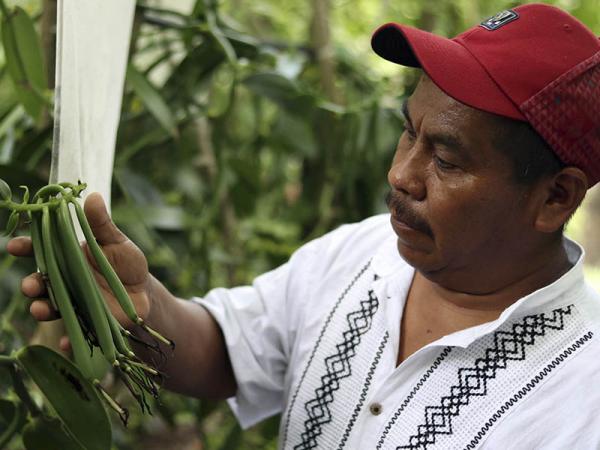 Realiza SDR gira de transferencia de tecnología con productores de vainilla