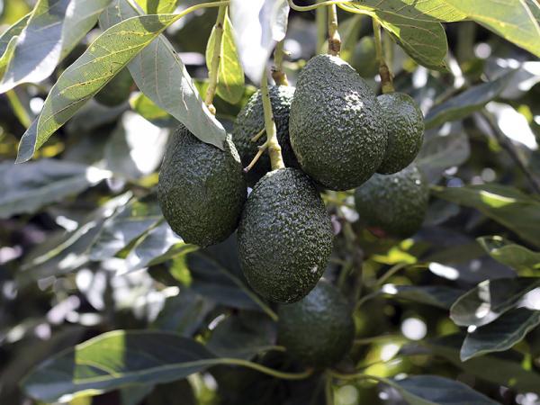 Vincula SDR a productores de aguacate con tiendas de autoservicio