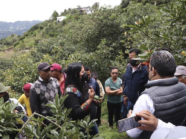 Impulsará SDR cultivo de aguacate en Chichiquila tras petición en “Martes Ciudadano”
