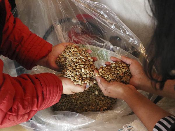 Con subasta internacional, SDR posiciona y fortalece al café poblano