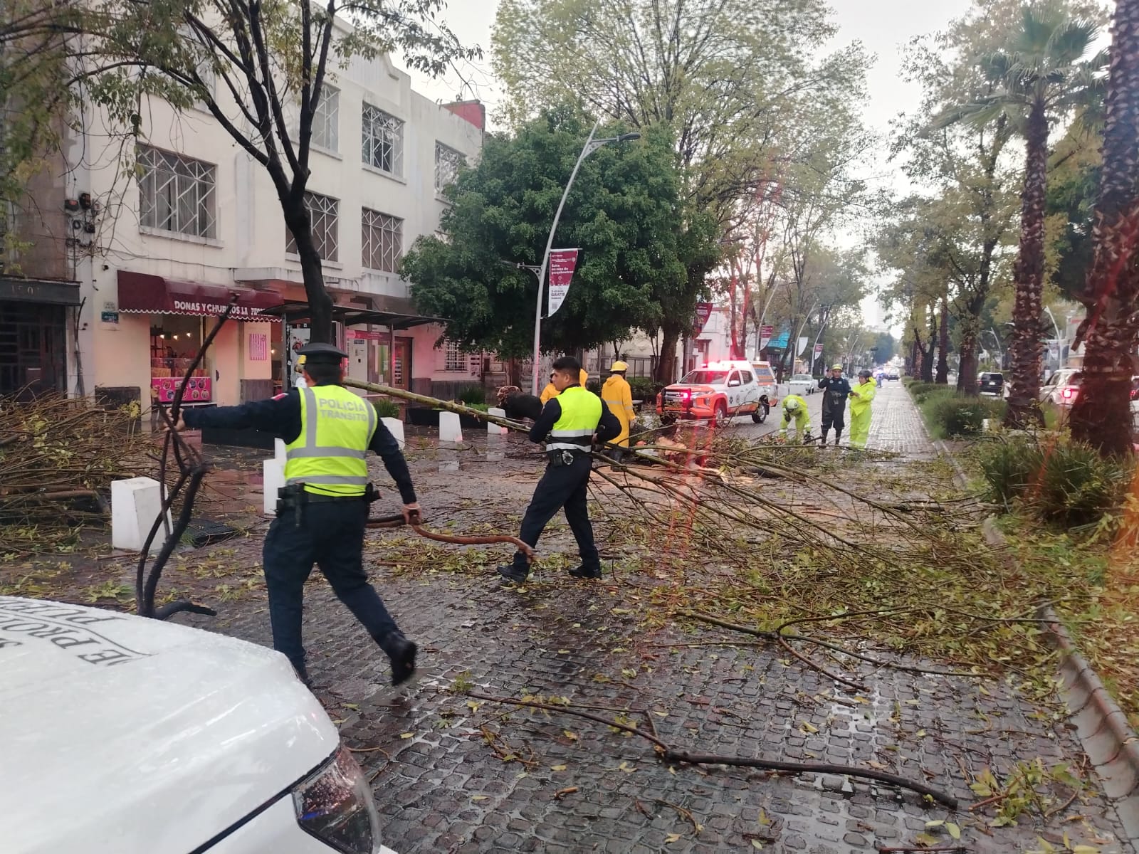 Atienden Protección Civil Municipal, Estatal y Control de Tránsito caída de árbol en la Avenida Juárez, descartan personas lesionadas
