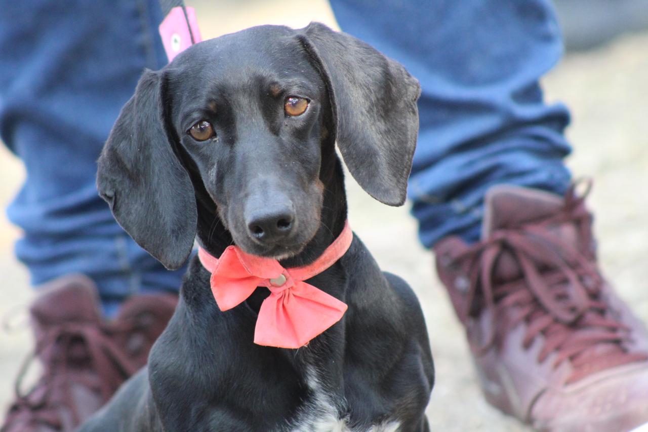 Emite Gobierno de la Ciudad medidas para el cuidado de mascotas ante temporada de frío