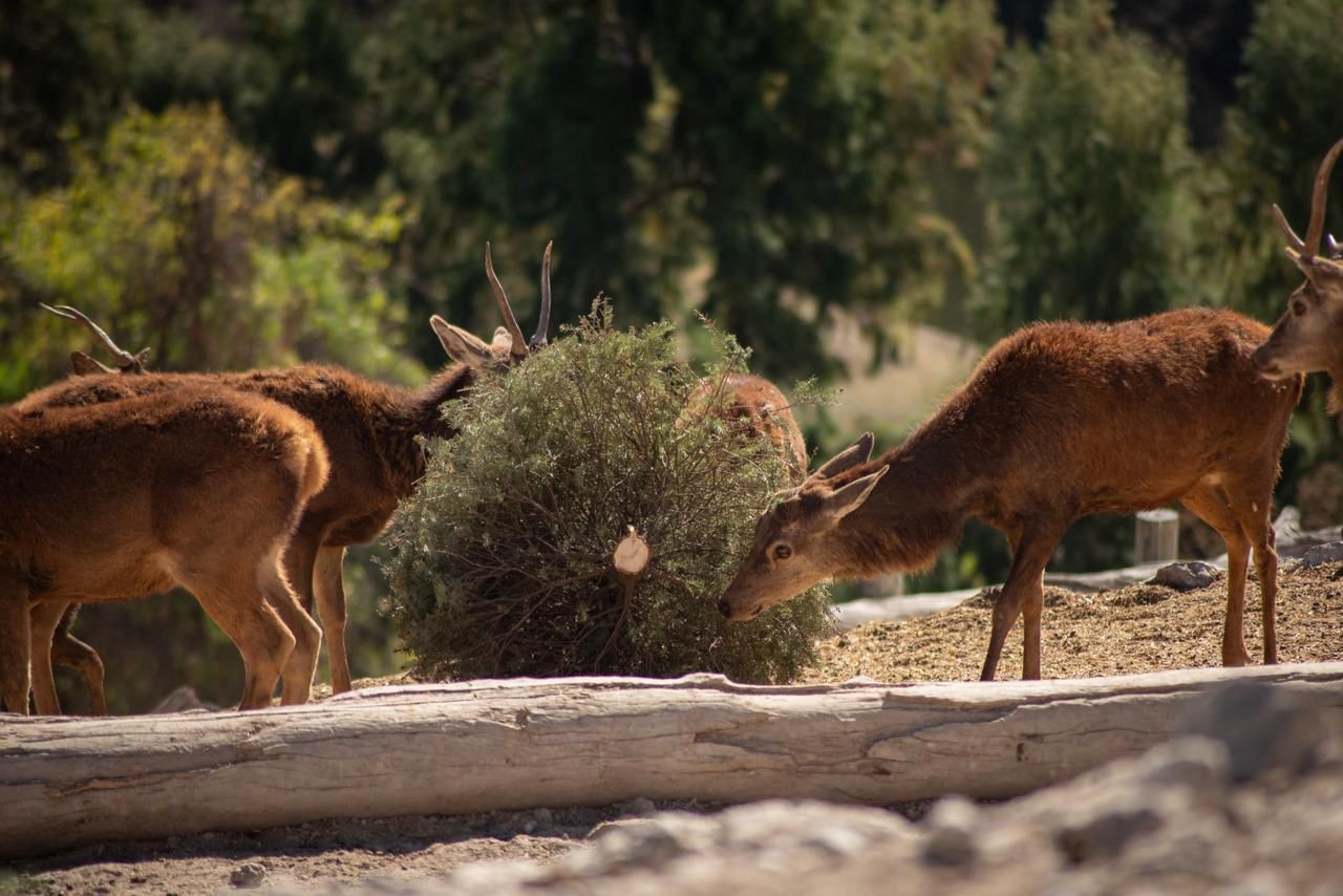 Concluye con éxito la campaña Verde Navidad, en coordinación con Africam Safari y el Gobierno de Pepe Chedraui