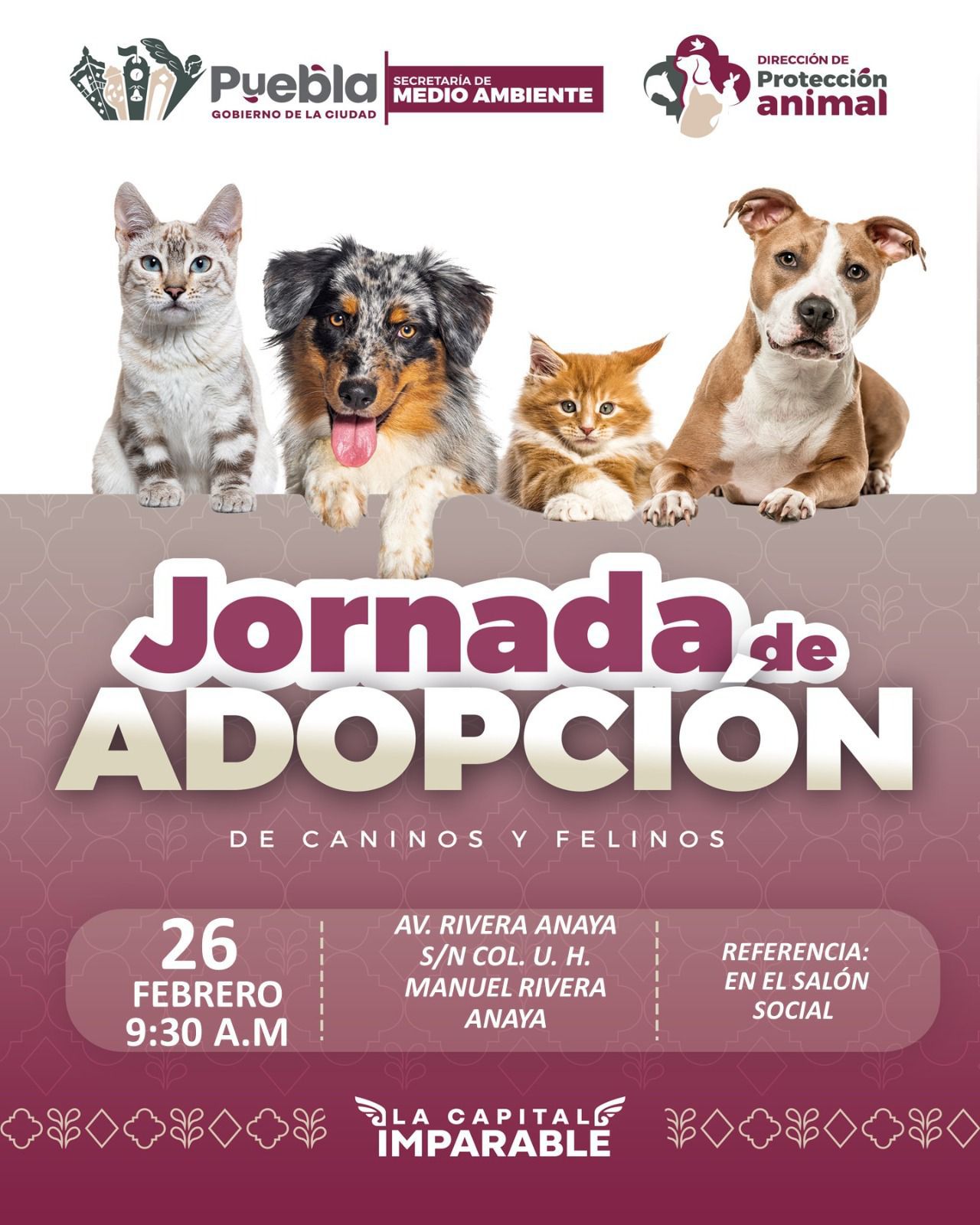 Gobierno de Pepe Chedraui invita a participar en las Jornadas de Adopción de Gatitos y Perritos