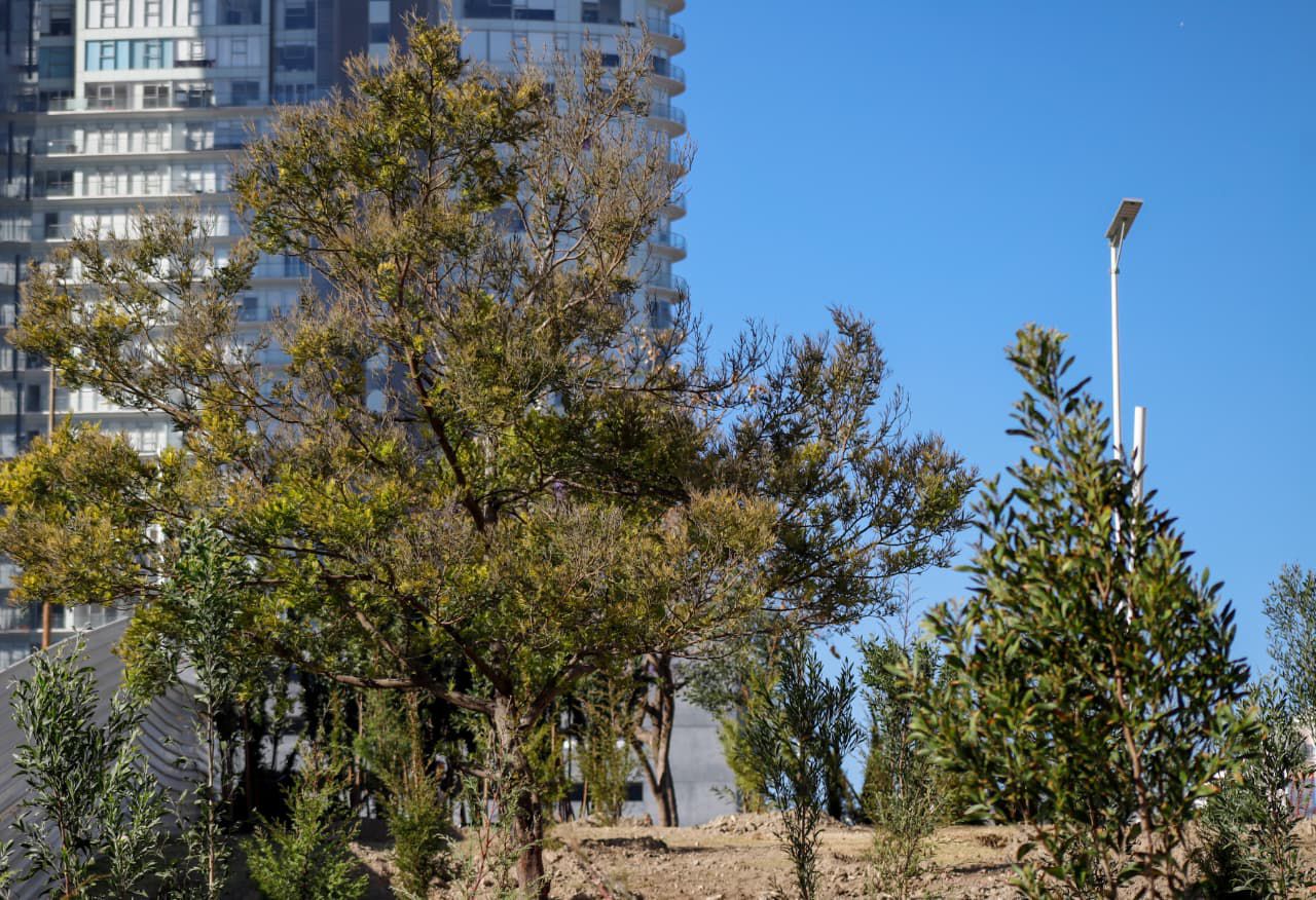 Bosque urbano en CIS y Parque Ecológico se fortalece con 2 mil 200 nuevos árboles