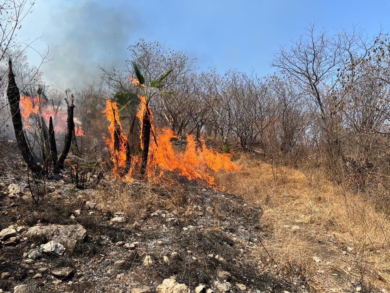 Incendio forestal en Jolalpan fue controlado y liquidado al 100% Protección civil