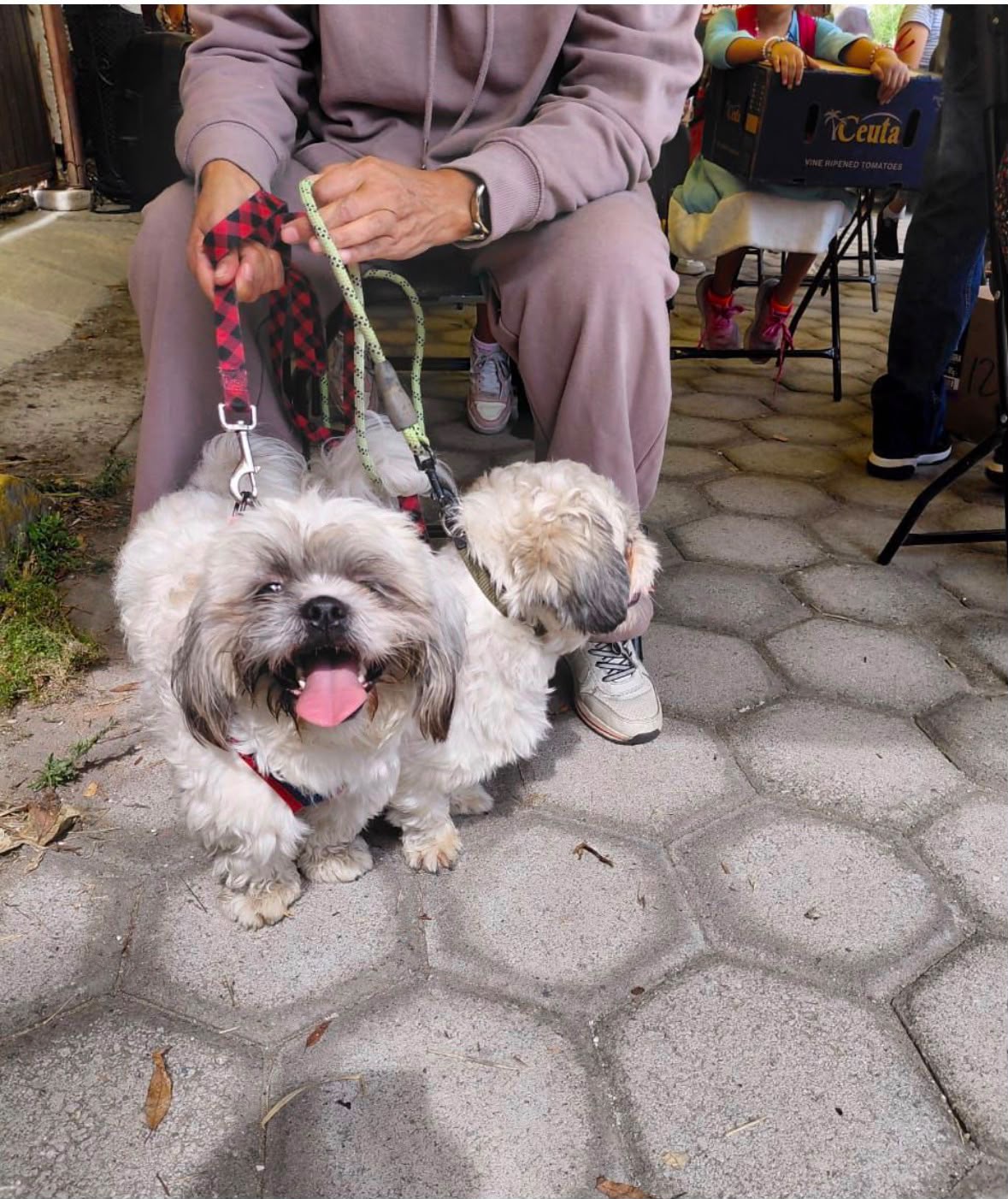 Con el liderazgo de Pepe Chedraui, Puebla fortalece el bienestar animal con más de 200 jornadas de protección animal